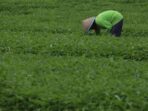 Pertanian Makin Terbatas, Jumlah Petani Tanah Kecil Bertambah Cepat