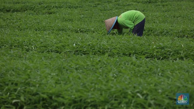 Pertanian Makin Terbatas, Jumlah Petani Tanah Kecil Bertambah Cepat