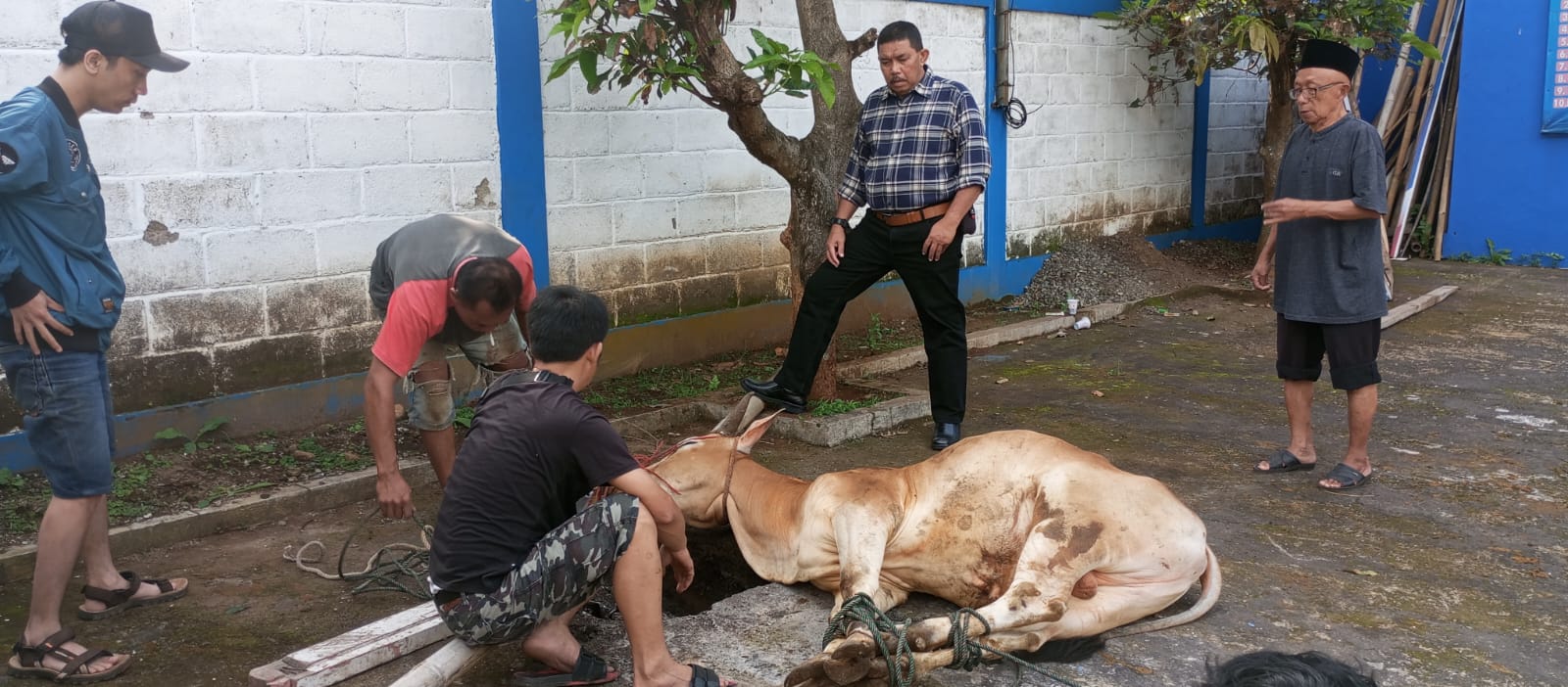 Kurban Sapi, Idul Adha sebagai Momentum Partai Demokrat Menuju Kemenangan Bupati Kuningan 🐮🌙