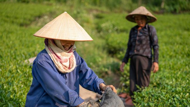 RI Menghadirkan Sumber Devisa Baru, Petani Bersiap untuk Merayakan