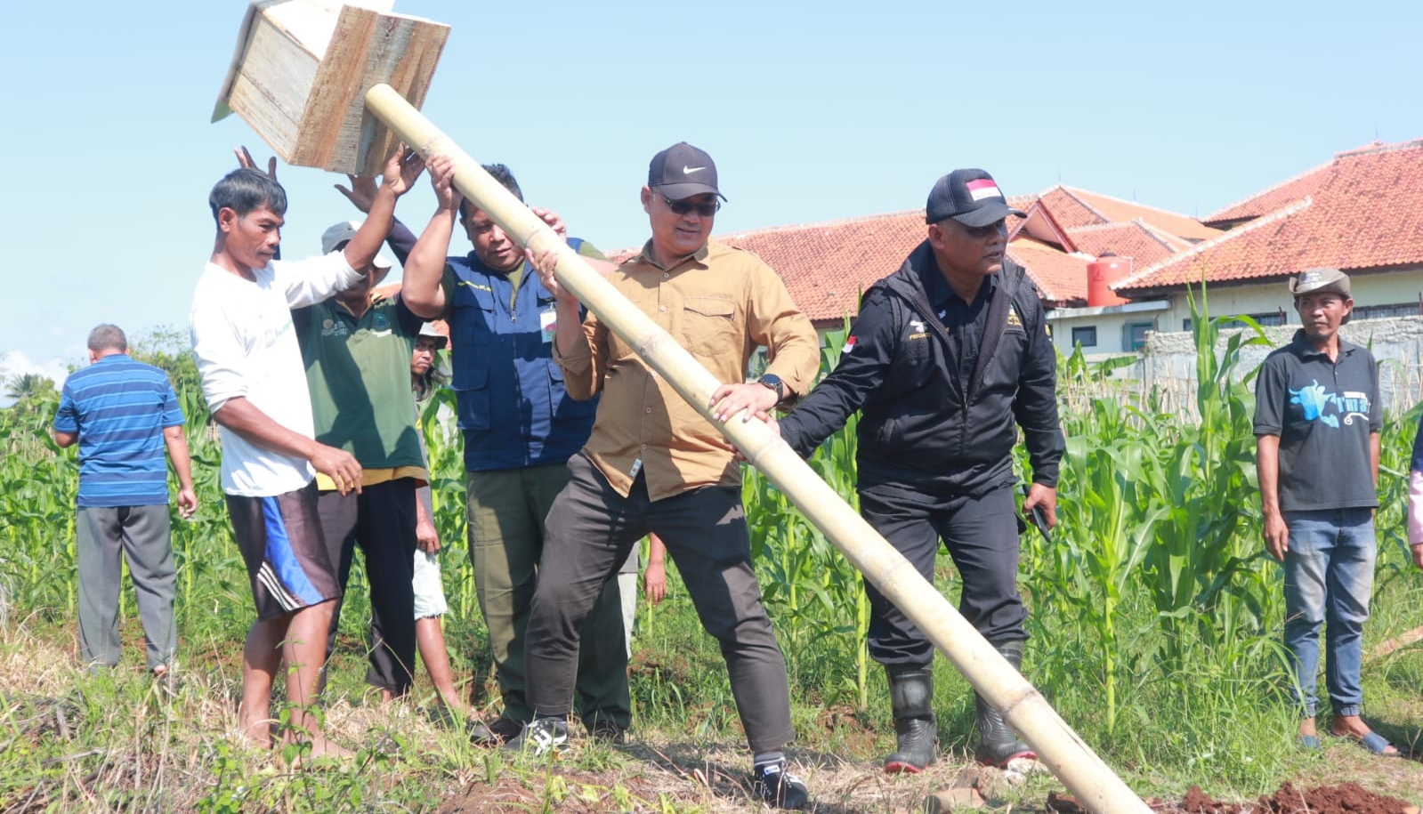 Bangun Rumah Burung Hantu untuk Menyingkirkan Hama Tikus