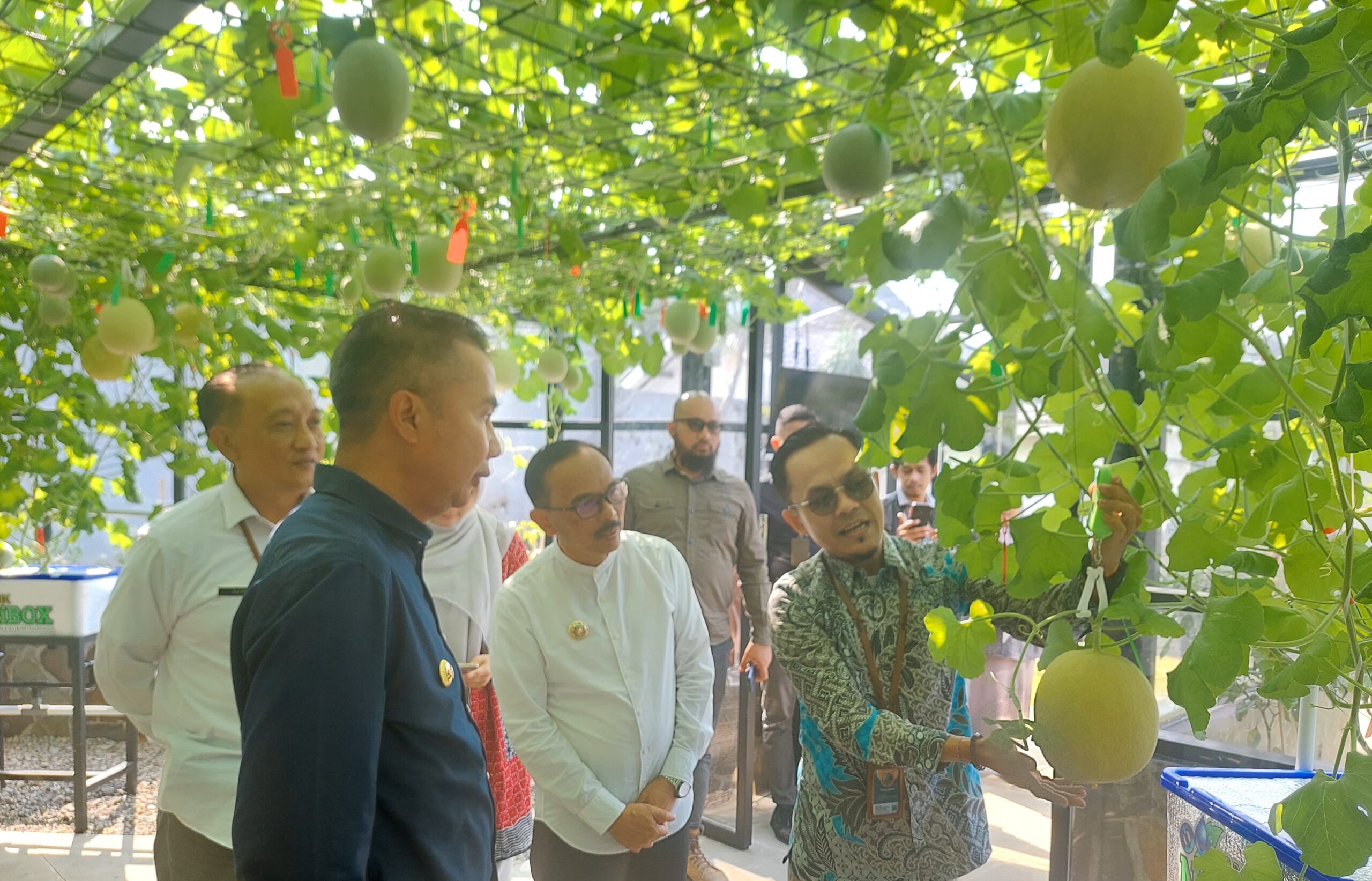 ✅ Pendopo Smart Green House di Bey Menawarkan Pengalaman Mencicipi Melon Premium, Kuningan Menjadi Pusat Produksi Melon Terbaik