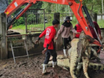 Petani di Negara Tetangga RI Memusnahkan 125 Buaya Langka karena Sebab Ini