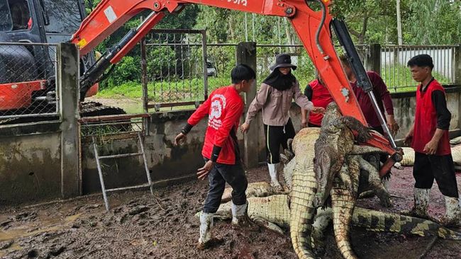 Petani di Negara Tetangga RI Memusnahkan 125 Buaya Langka karena Sebab Ini